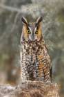 Long-eared owl-Asio otus-controlled situation-Montana Art Print